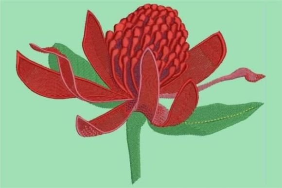 Waratah: A Vibrant Addition to Your Holiday Collection